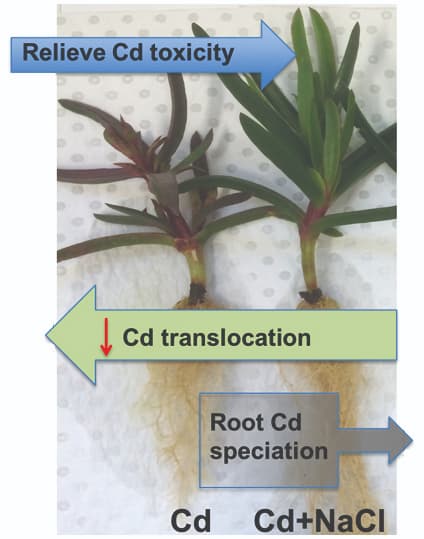 Salinity decreases cadmium translocation in the halophyte Carpobrotus rossii