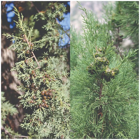 Solving a major controversy in conifer evolution