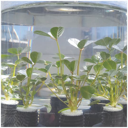 Submergence tolerance traits in the forage legume Melilotus siculus