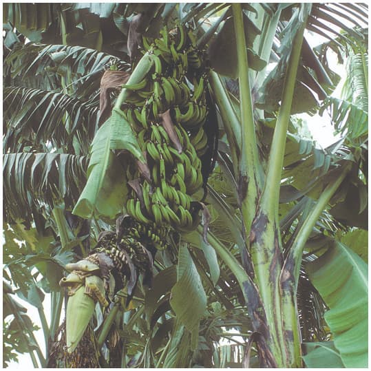 East African traditional bananas: the resources of an understated diversity