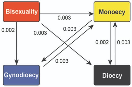Breeding system evolution in Ficus and Moraceae
