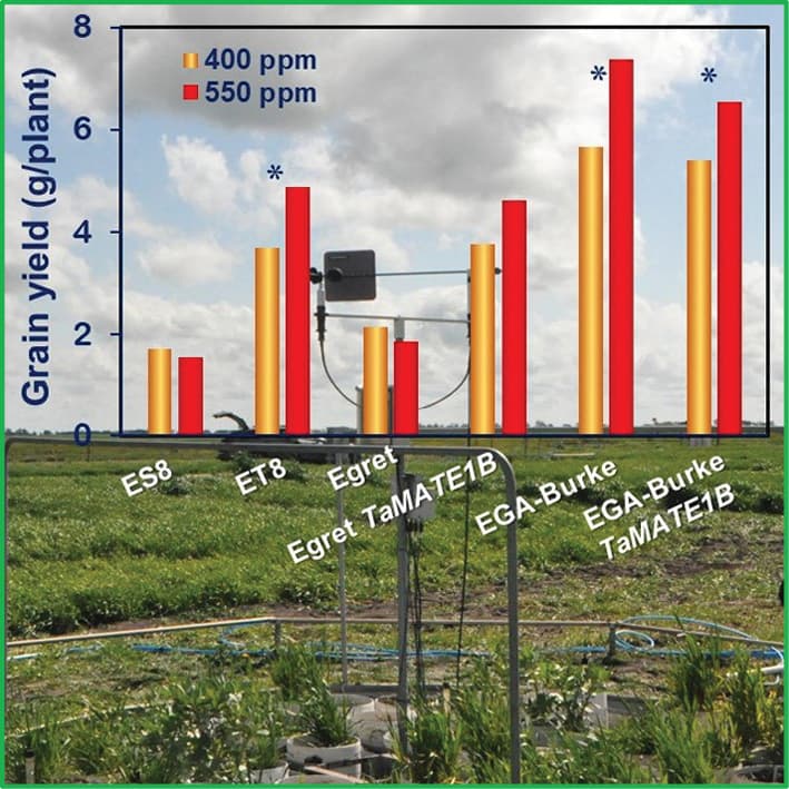 Elevated CO2 increases yield of aluminium-resistant wheat in acid soil