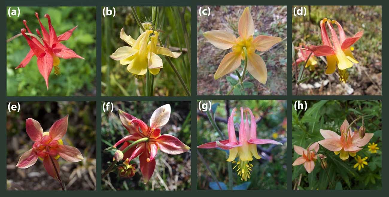 On the origin of orphan hybrids between Aquilegia formosa and Aquilegia flavescens