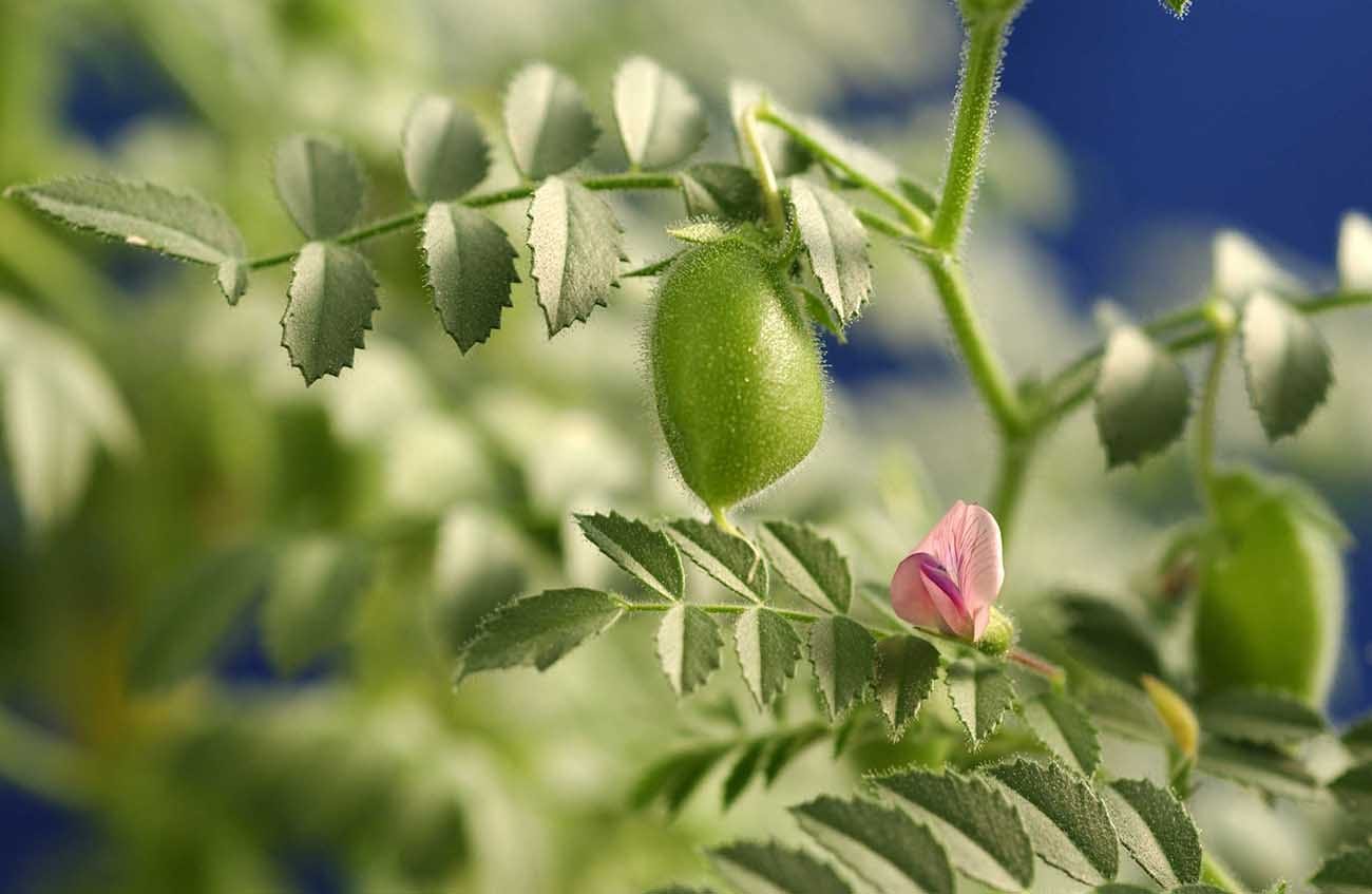 The response of mesophyll conductance to short- and long-term environmental conditions in chickpea genotypes