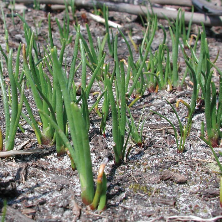 Heteroblasty adjusts plants to changing environments post fire