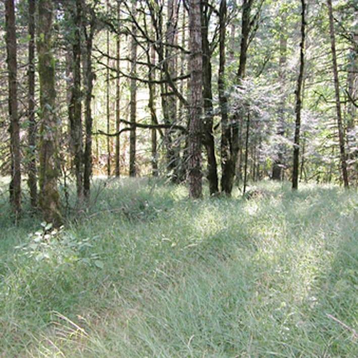 Trait divergence determines the success of a newly invasive plant