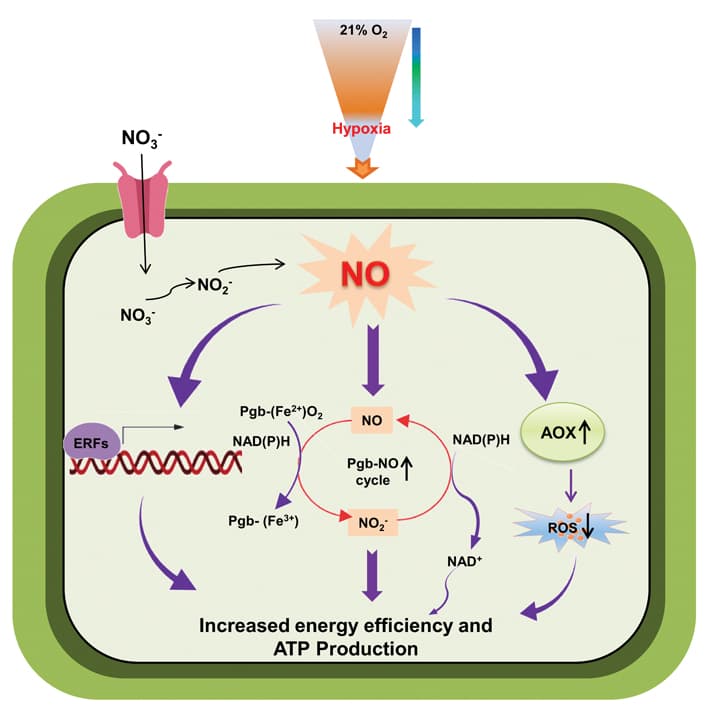 Nitrate nutrition improves energy efficiency under hypoxic stress
