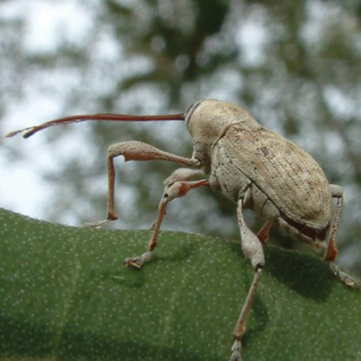 Geographical variation in damage tolerance: the case of oaks and weevils