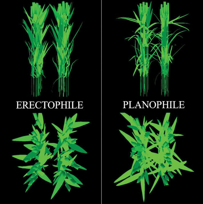 FSPM-based investigation of plant interactions in complex wheat canopies