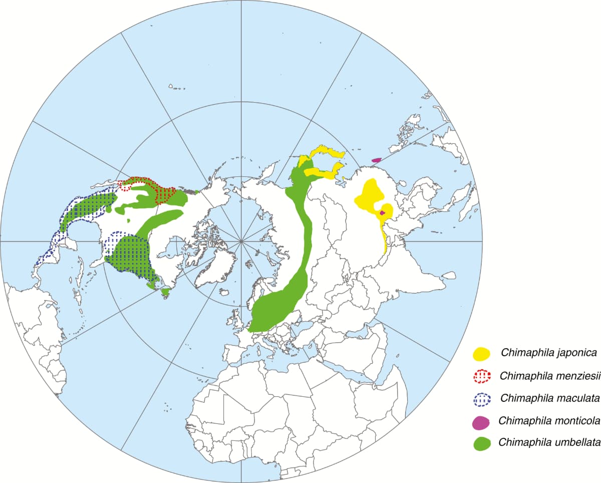 Relationships between Tertiary relict and circumboreal woodland floras