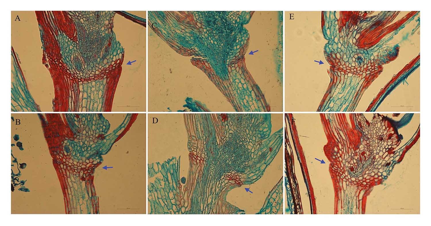 Identification and expression of genes controlling seed shattering in Lolium perenne