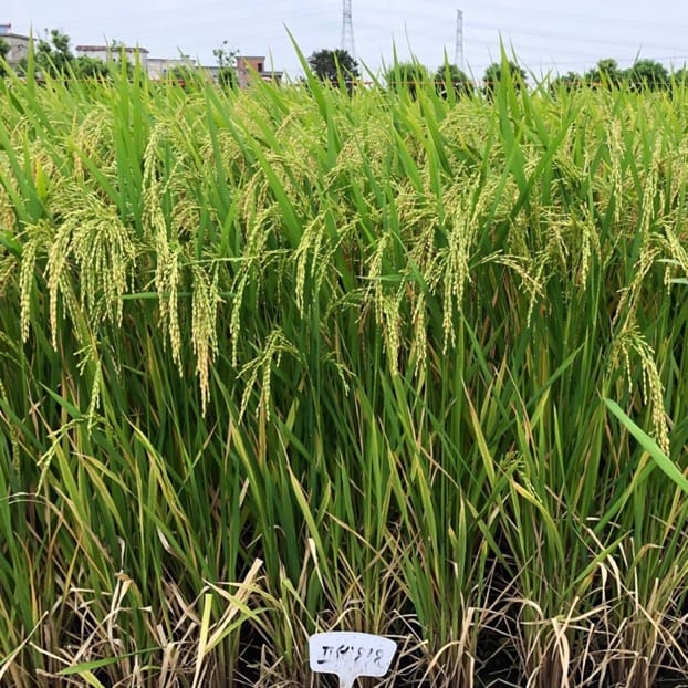 The genetic basis of 11 yield-related traits in parents of hybrid rice