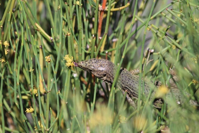 Evidence for a double mutualistic interaction between a lizard and a Mediterranean gymnosperm