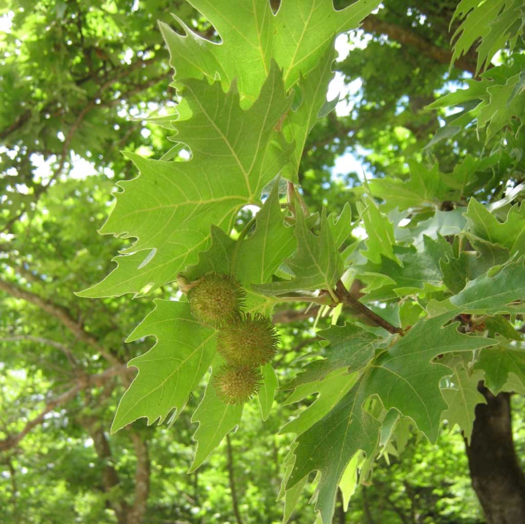 Genetic diversity in relict populations of the oriental plane tree