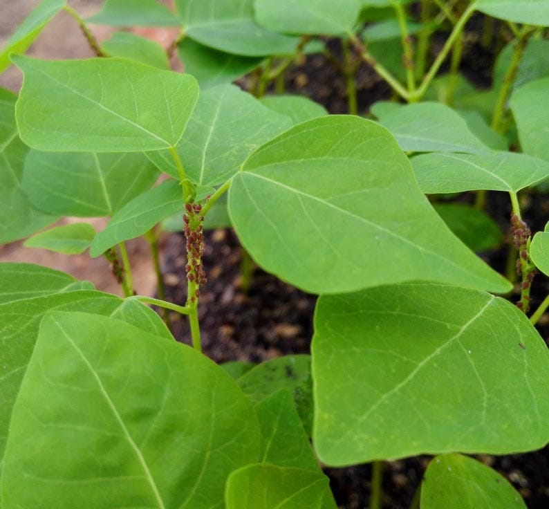 Herbivore-specific induction of indirect and direct defensive responses in leaves and roots