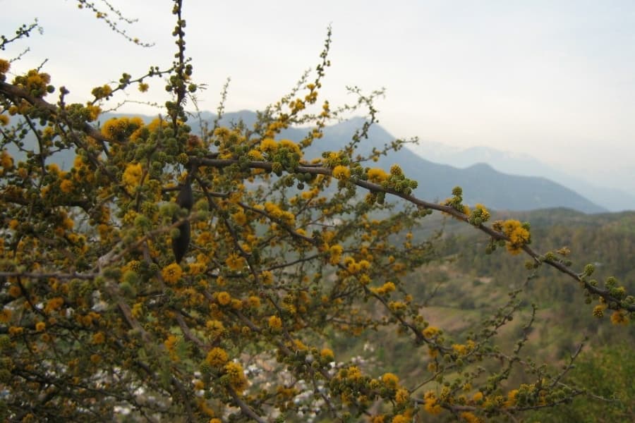 Sex on Fire and Vachellia caven