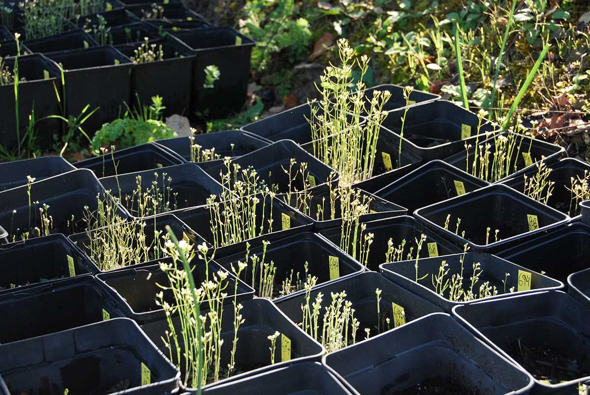 AoBP special issue announcement: Population differentiation in plants