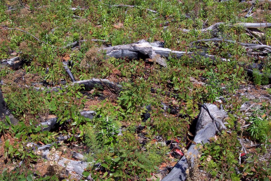 E. regnans seedlings en masse