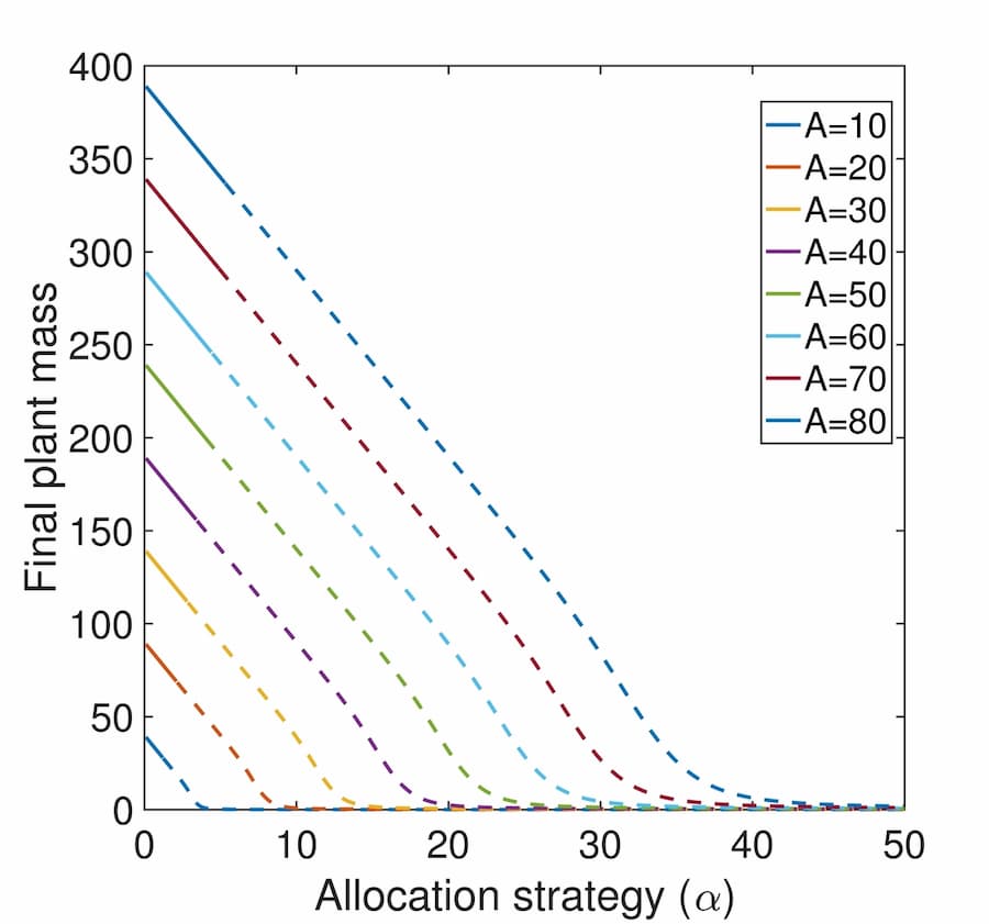 Carbon allocation strategies and respiration limit plant growth