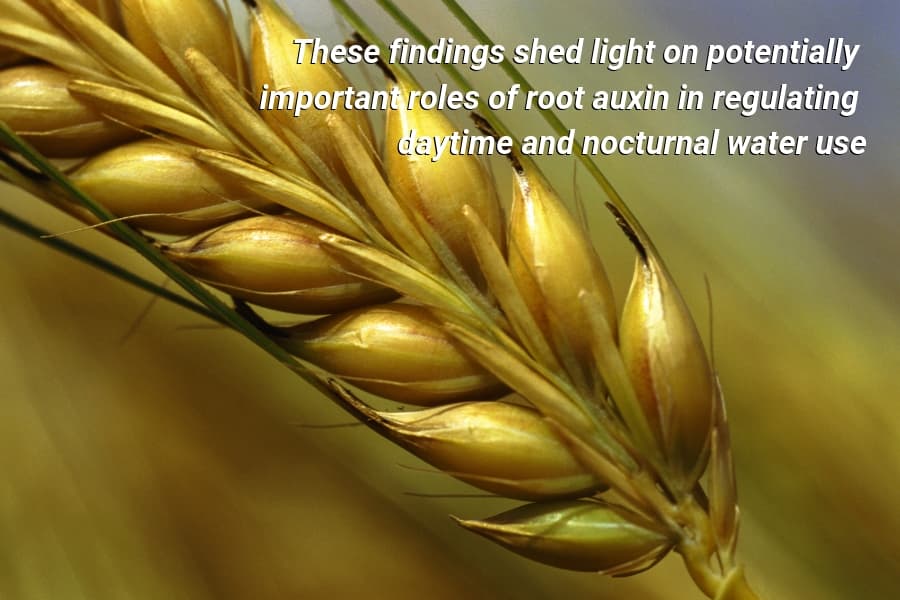 Potential involvement of root auxins in drought tolerance by modulating nocturnal and daytime water use in wheat
