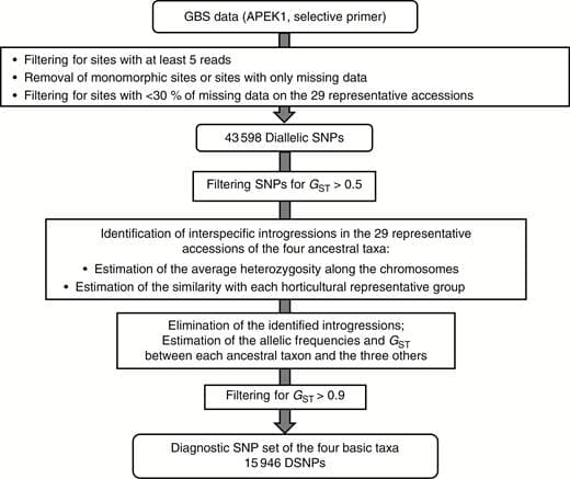Genotyping by sequencing can reveal the complex mosaic genomes in gene pools resulting from reticulate evolution