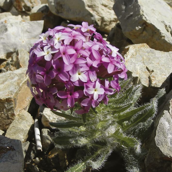 Genome size variation in the Hesperis clade was shaped by proliferation of DNA repeats
