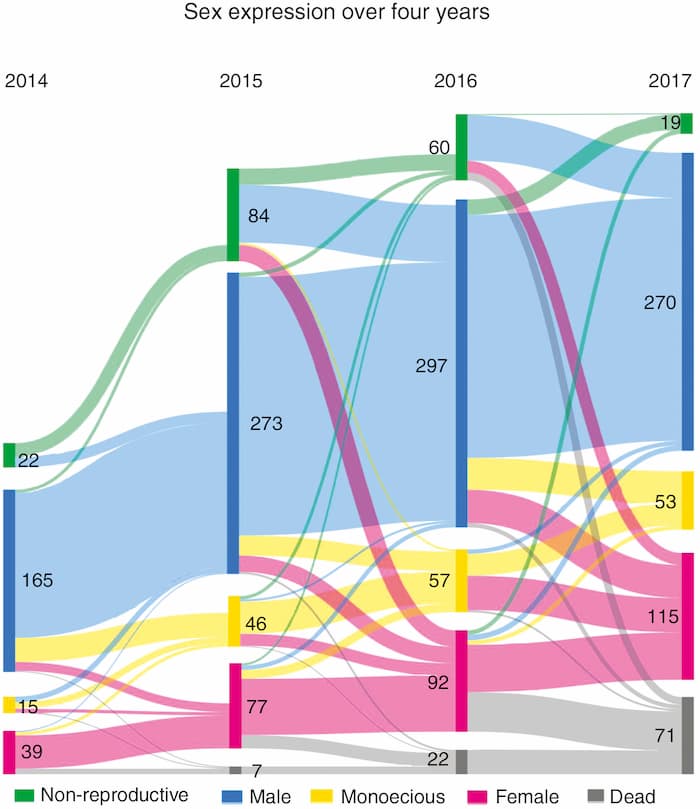 Patterns of sex expression, health and mortality in a sex-changing tree
