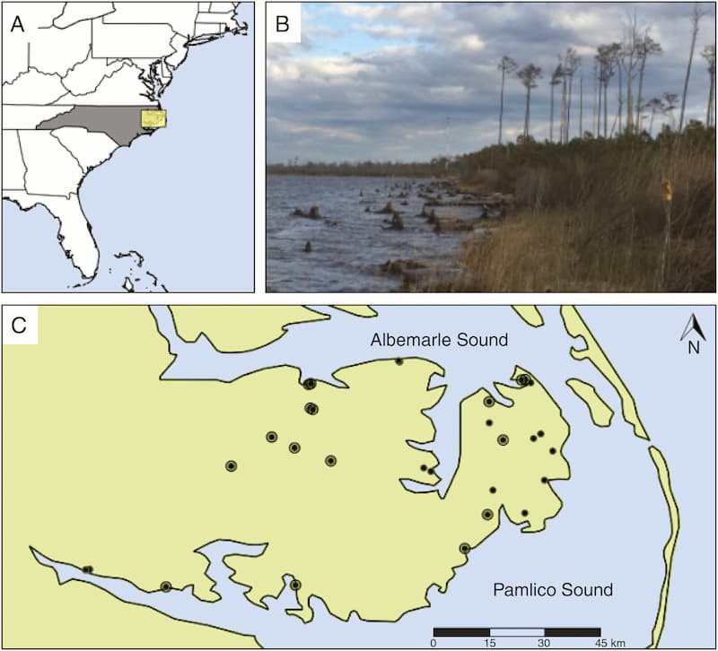 Does evidence of saltwater exposure explain recent changes in the tree communities of North Carolina’s Coastal Plain?