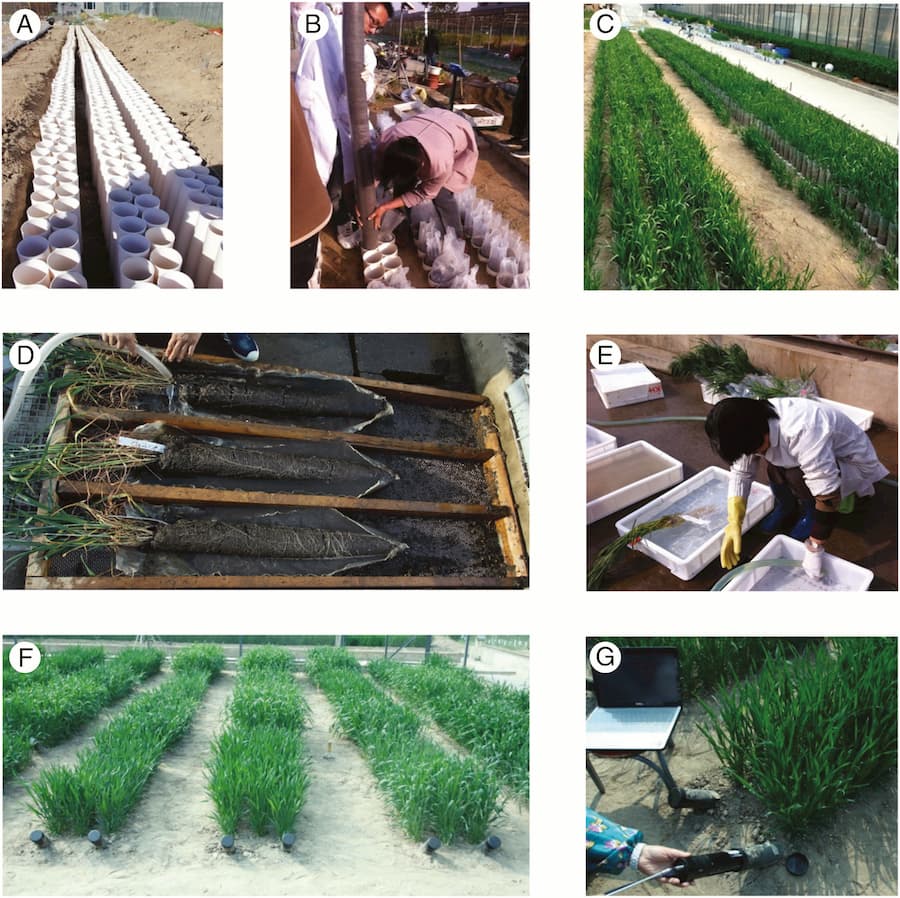 Genome-wide association study reveals genomic regions controlling root and shoot traits at late growth stages in wheat