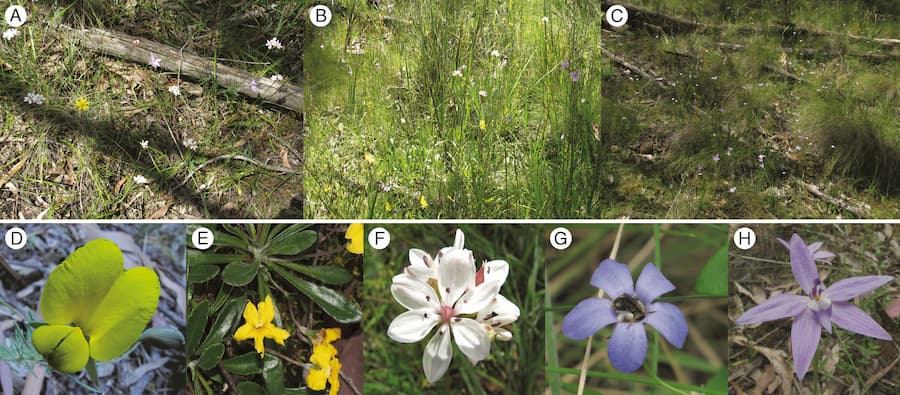 Floral colour structure in two Australian herbaceous communities