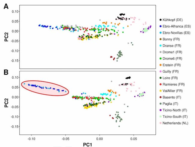 Single primer enrichment technology as a tool for massive genotyping
