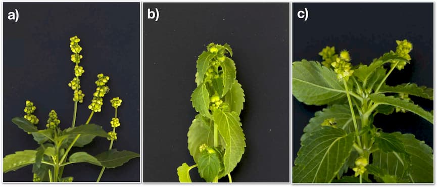 A new biological species in the Mercurialis annua polyploid complex