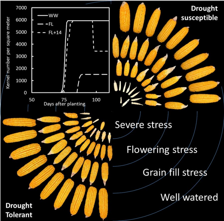 Maize Reproductive Failure under Drought Quantified