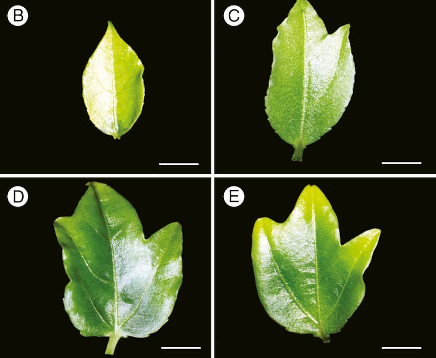 Leaf heteroblasty in Passiflora edulis as revealed by metabolic profiling and expression analyses of microRNAs