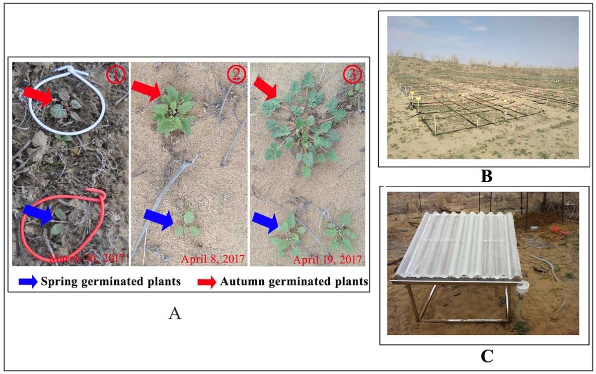 Effects of increased precipitation on life history traits of the cold desert annual Erodium oxyrhynchum (Geraniaceae)