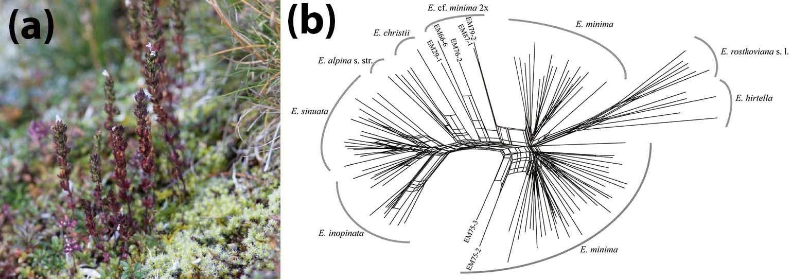 The eyebright species Euphrasia inopinata