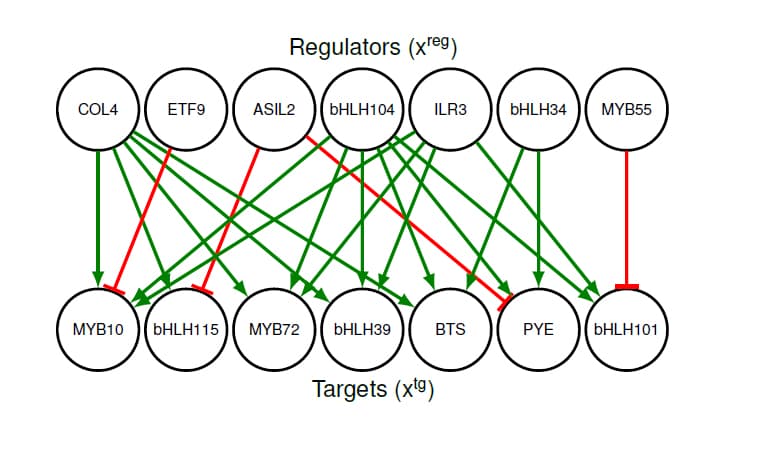 Dynamic modeling of the iron deficiency in plants