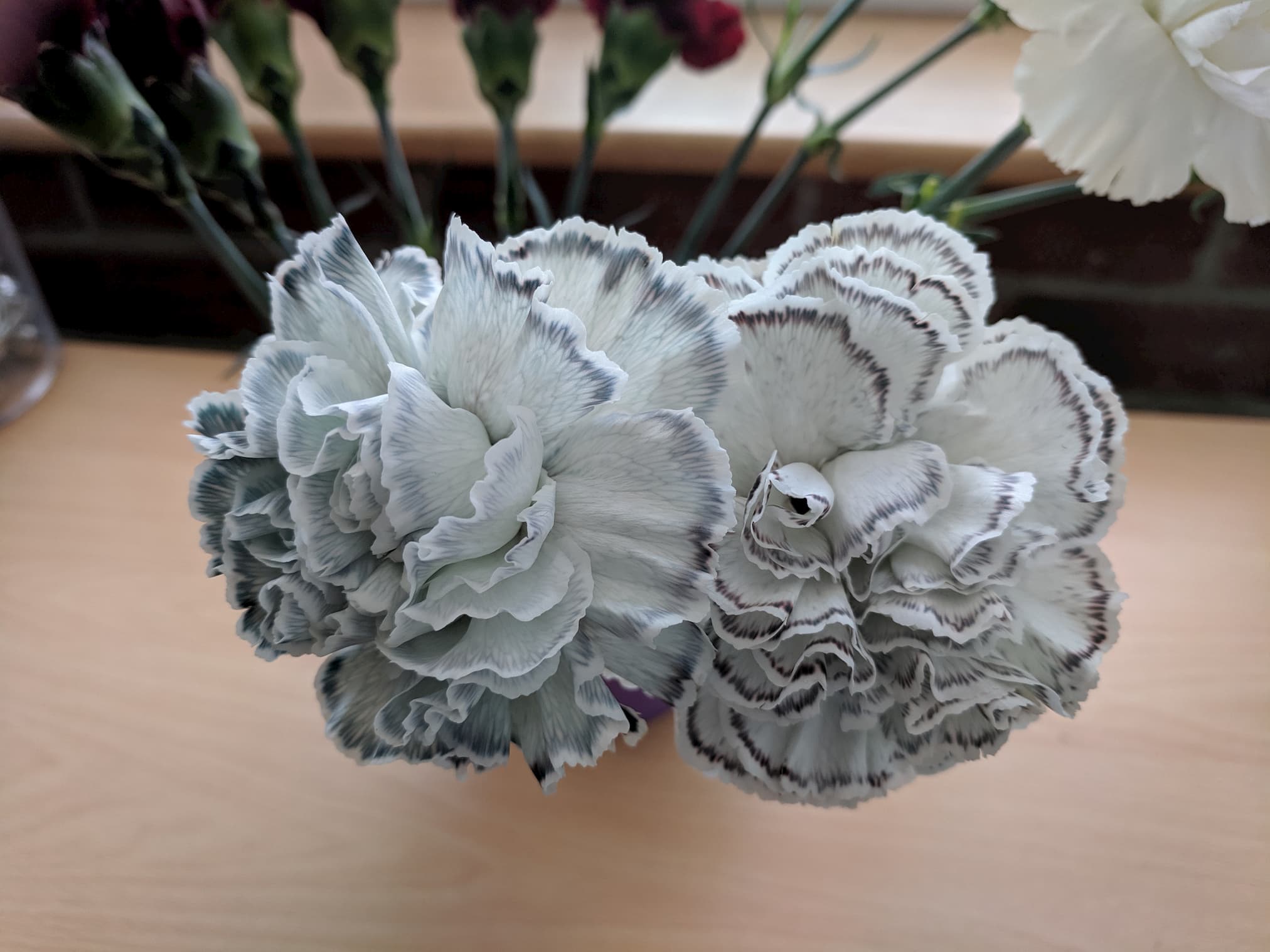 White carnations with black lining around the edges