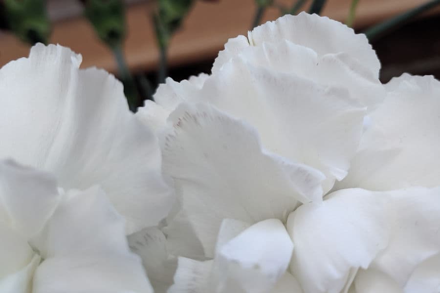Petals with very small black markings