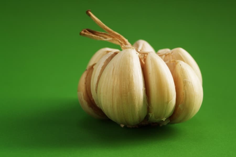 Modelling leaf growth in Garlic
