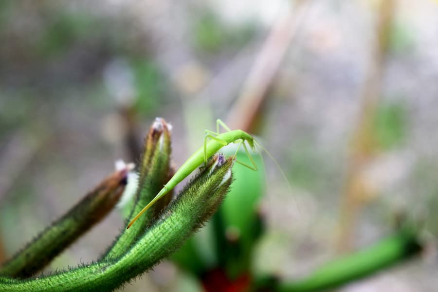 Hungry Bush Cricket