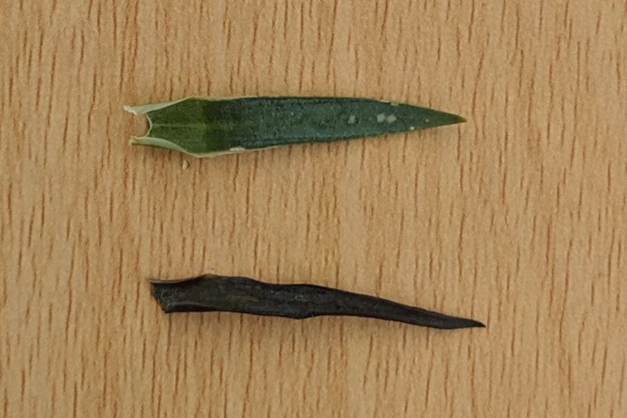 two leaves, one darker than the other