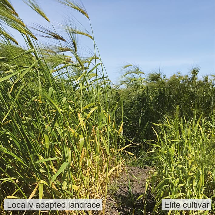 Ancient barley landraces adapted to marginal soils are tolerant to manganese limitation