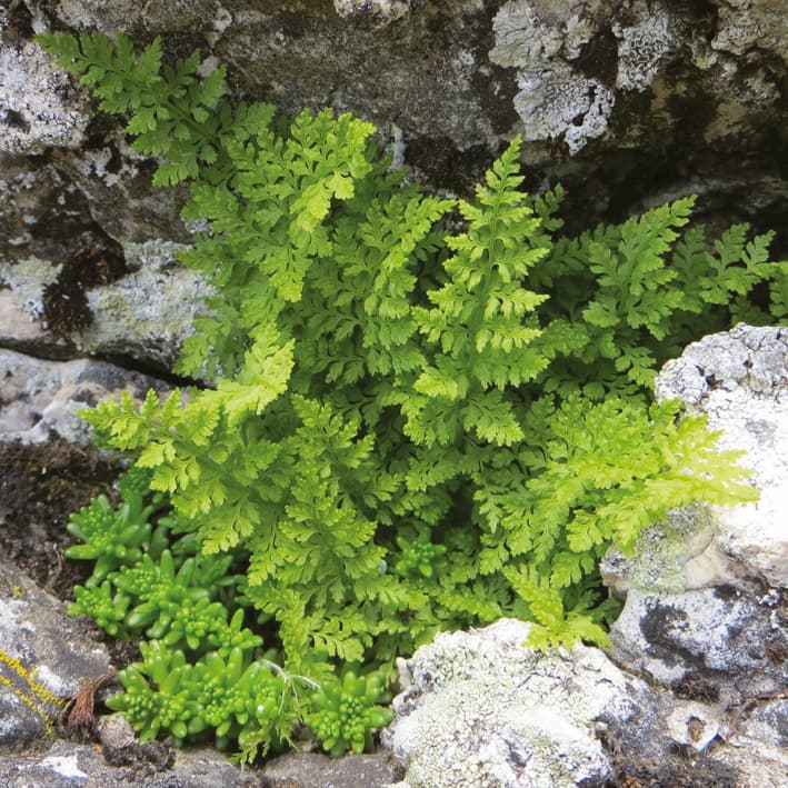 Cytogeography of Cystopetris fragilis complex