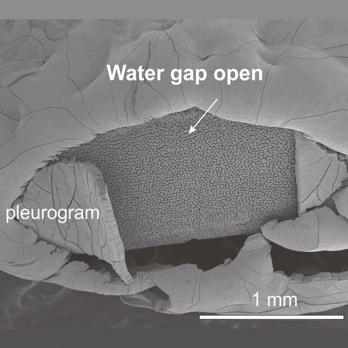 Function of the pleurogram