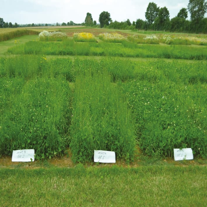 Benefits of within-species diversity on crop mixtures