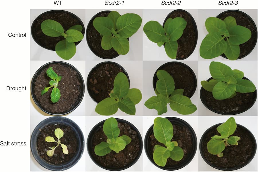 Improving sugarcane’s resilience to salinity and drought