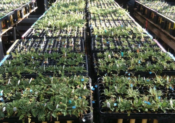 Parallel functional differentiation of an invasive annual plant on two continents