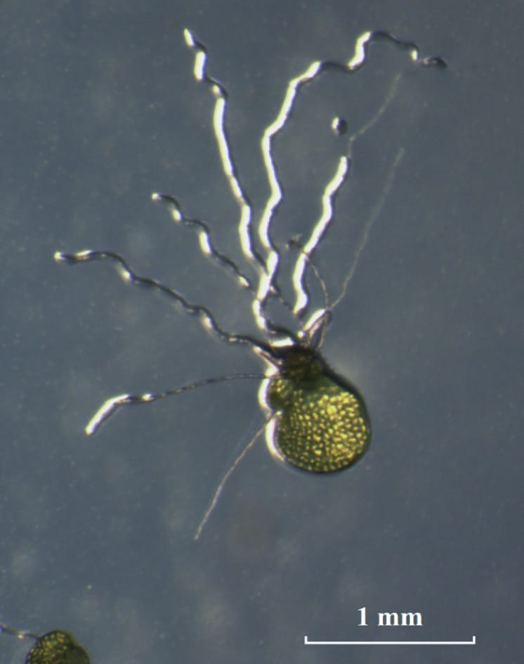A soil bacterium alters sex determination and rhizoid development in gametophytes of the fern Ceratopteris richardii