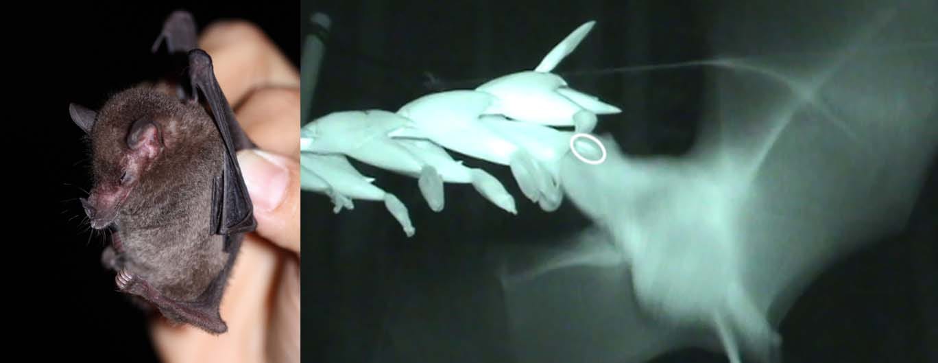 Nectarivorous bat captured during this study
